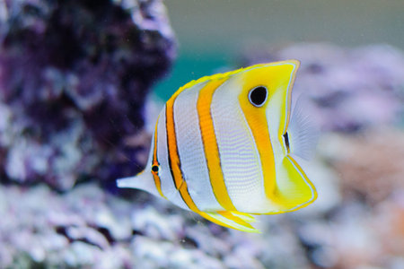 Copper banded butterflyfish in the aquarium against coralの写真素材