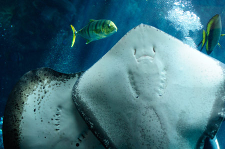 Underside of a Southern Stingray from the Bahamas.