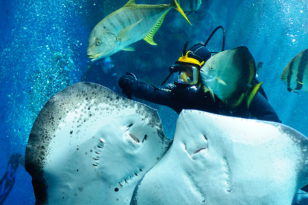 Underside of a Southern Stingray play with diver