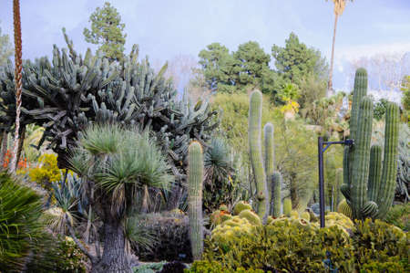 Blooming of different cactus with flowers in sunny dayの写真素材