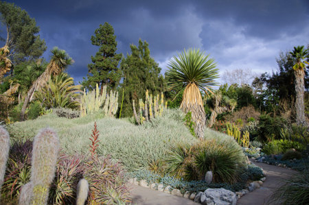 Blooming of different cactus with yucca in sunny dayの写真素材