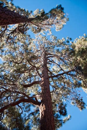 Beech canopyの写真素材