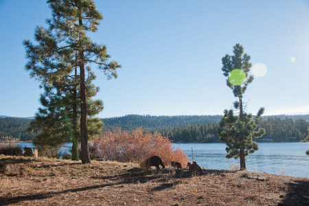 Wilderness Lakeの写真素材