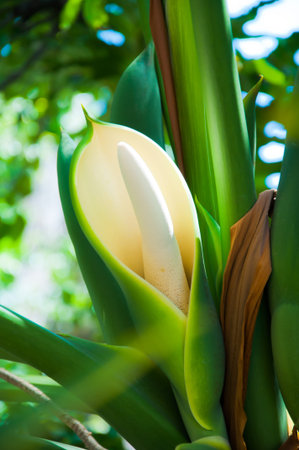 White calla with leaf
