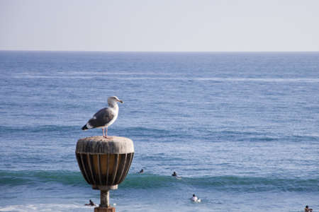 Seagulls are birds in the family Laridaeの写真素材