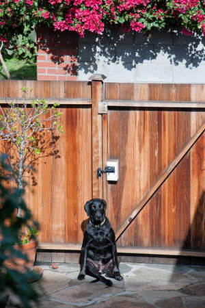 Happy black bull terrierの写真素材