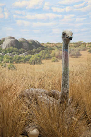 Ostrich, Masai Mara National Reserve, Kenyaの写真素材