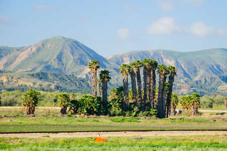 Palm oasis in desert with mountains background in sunny Californiaの写真素材