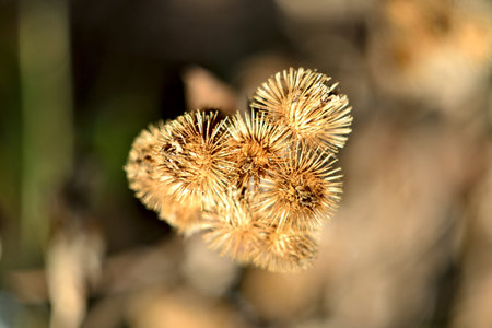 Burdock mature inflorescence.の写真素材