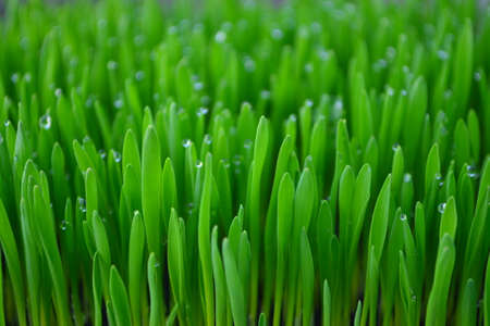 Green grass covered with dew.の写真素材
