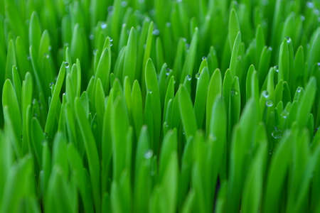 Green grass covered with dew.の写真素材