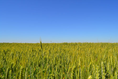 Wheat field - it is not yet ripe!