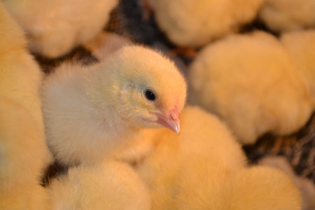broiler chicken - very young have not feathered, wet behind the ears