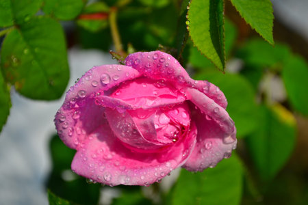 Pink rose, flourished magnificently and sometimes covered in early morning dew.の写真素材