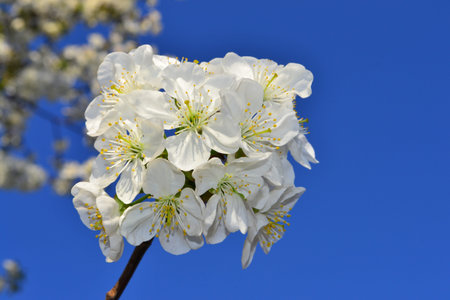 Cherry blossoms, springtime