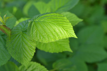 green leaves of raspberry - are used in folk medicine as a herbal tea composition or separately.