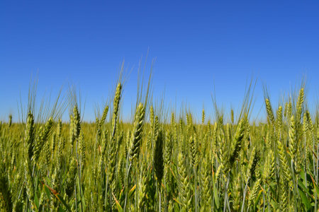 Wheat field - it is not yet ripeの写真素材