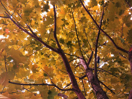 Autumn maple tree on the sky background. Texture, backgroundの写真素材