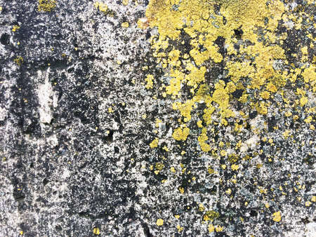 Yellow fungus on an old concrete wall. Texture, backgroundの写真素材
