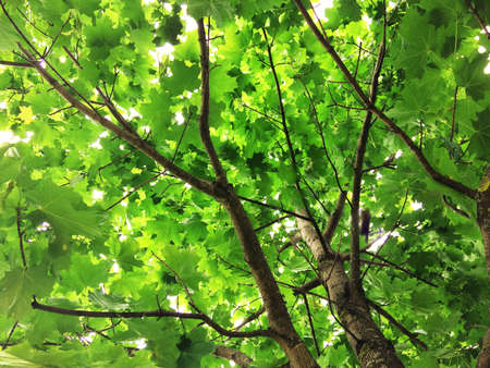 Summer maple tree on the sky background. Texture, backgroundの写真素材