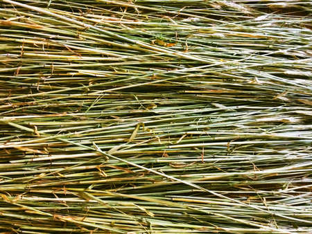 Dry grass texture. Horizontal backgroundの写真素材