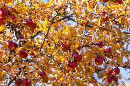 Red ripe almaty apples in golden autumn. harvest time.の写真素材