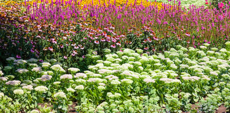Wildflowers in the park of the city of Almatyの写真素材