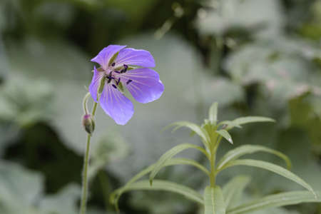 Drooping sad lonely purple flower in a park of Almaty, macro, close-upの写真素材