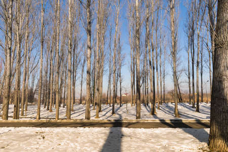 Tall treesの写真素材