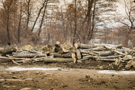 Deforestation in the winterの写真素材
