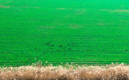 Field whit green wheat plantation farmの写真素材