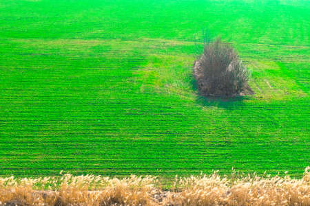 Field whit green wheat plantation farmの写真素材