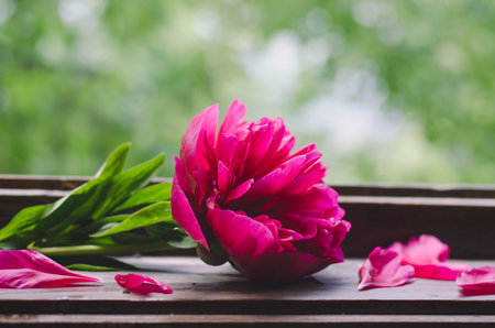 Beautiful peonies on wooden surfaceの写真素材