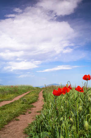 poppy flowers next to a road in a fieldの写真素材