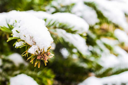 Detail of a fir under the snowの写真素材