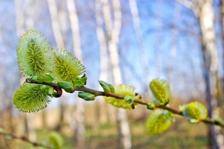 Pussy-willow,blossomed in the spring in the forest