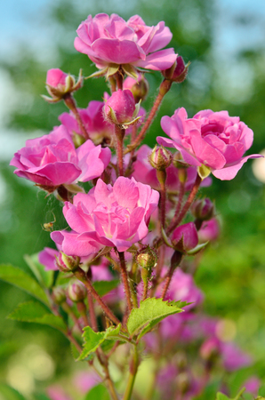 Bush of pink roses growing in a gardenの写真素材