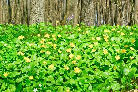 "Trees and green plants in the forest".の写真素材