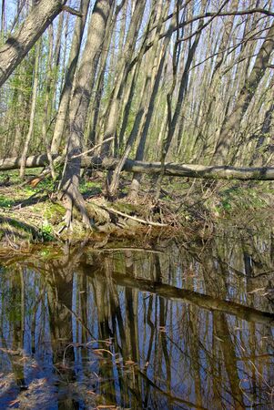 " The trees on the shore of the forest river"の写真素材