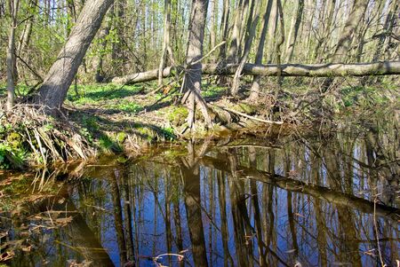 " The trees on the shore of the forest river"の写真素材