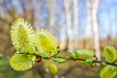 Pussy-willow,blossomed in the spring in the forestの写真素材