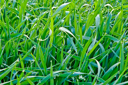 "Drops of the morning dew on the green grass "の写真素材