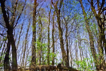 "Reflection of the forests in the water of a forest lake "の写真素材