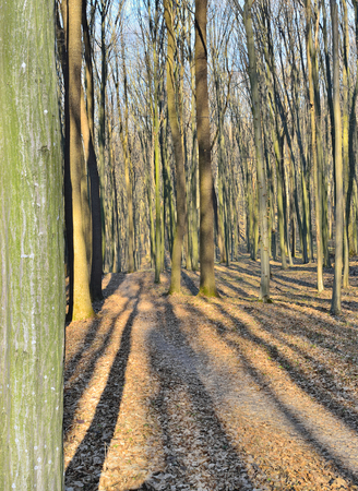 Trees cast shadows in the evening in the spring forestの写真素材