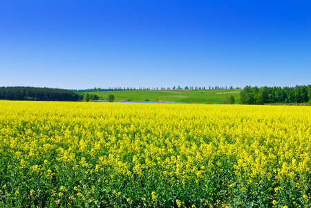 Flowering rape against the blue sky.の写真素材