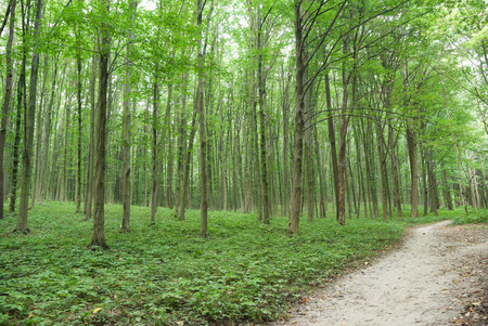 Slender trees in young forest green in summerの写真素材