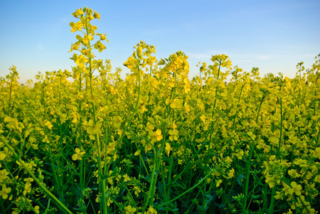 Rape crop on the background of the blue sky