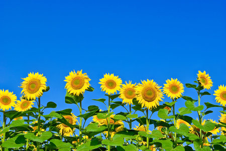 Ripe,young sunflowers on the blue sky background.の写真素材