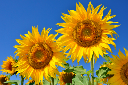 Young sunflowers bloom in field against a blue skyの写真素材