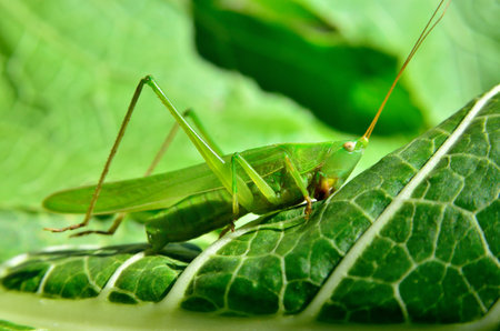 Young, green grasshopper eats the leaves in the gardenの写真素材